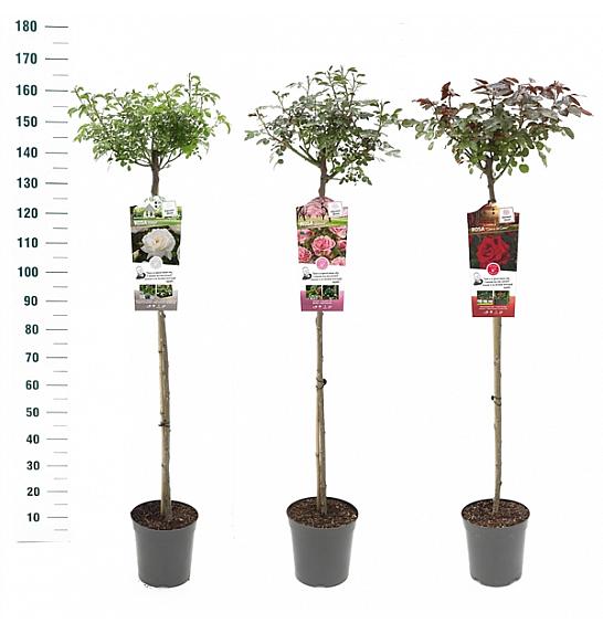 Rosa hybrid Mix Exclusive Collection C6 Lit. Na steblu 110 cm