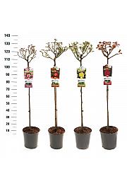 Rosa hybrid Mix Basic Collection C6 Lit. Na steblu 90 cm
