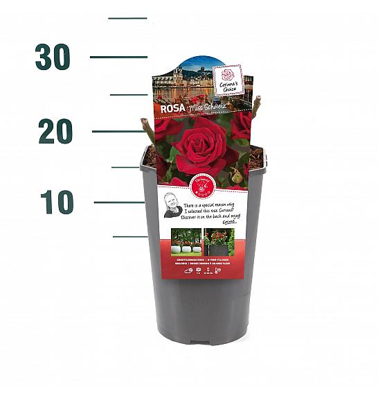 Rosa hybrid Miss Schweiz C3 Lit. 10-15 cm