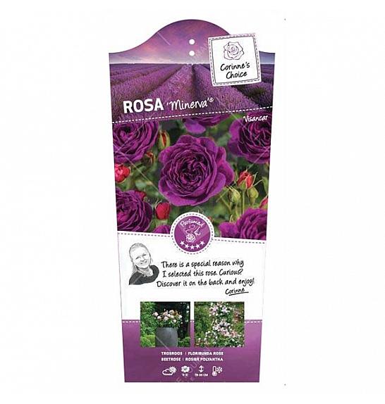 Rosa hybrid Minerva C6 Lit. Na steblu 110 cm