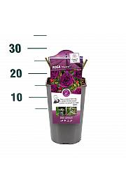 Rosa hybrid Minerva C3 Lit. 10-15 cm