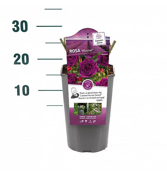Rosa hybrid Minerva C3 Lit. 10-15 cm