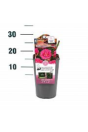 Rosa hybrid Melrose C3 Lit. 10-15 cm