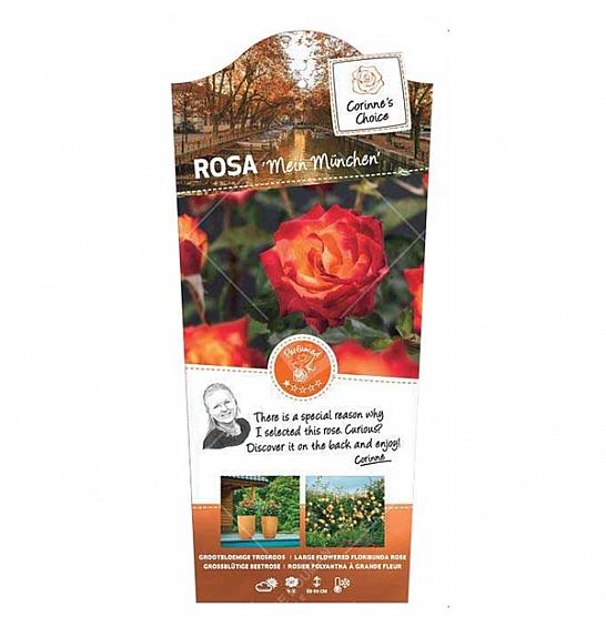 Rosa hybrid Mein München C6 Lit. Na steblu 60 cm