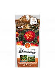Rosa hybrid Mein Munchen C6 Lit. Na steblu 110 cm