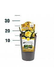 Rosa hybrid Marselisborg Nat. Parks C3 Lit. 10-15 cm