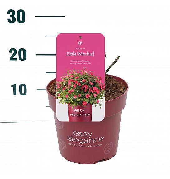 Rosa hybrid Little Mischief C3 Lit. 10-15 cm