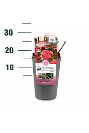 Rosa hybrid Line Renaud C3 Lit. 10-15 cm