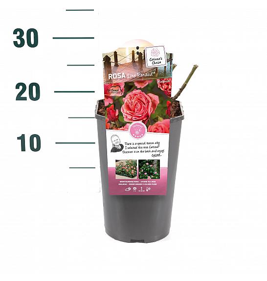 Rosa hybrid Line Renaud C3 Lit. 10-15 cm