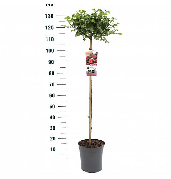 Rosa hybrid Leonardo da Vinci C6 Lit. Na steblu 90 cm