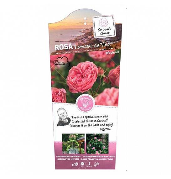 Rosa hybrid Leonardo da Vinci C6 Lit. Na steblu 110 cm