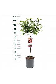 Rosa hybrid Leonardo da Vinci C6 Lit. Na steblu 60 cm