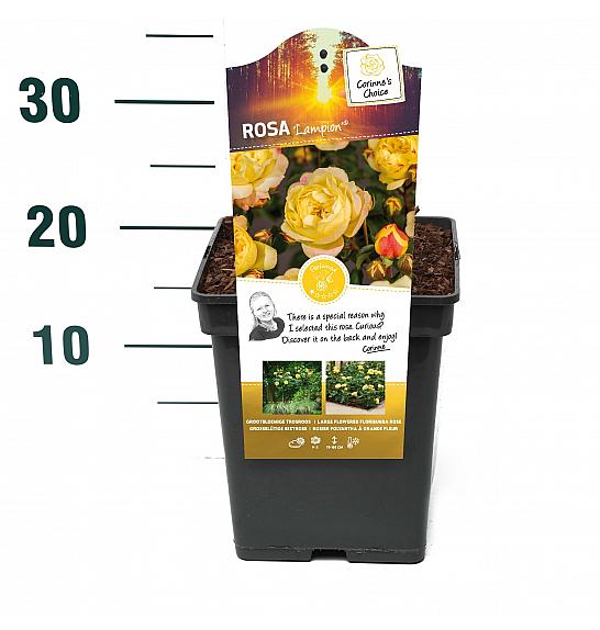 Rosa hybrid Lampion C5 Lit. 15-20 cm