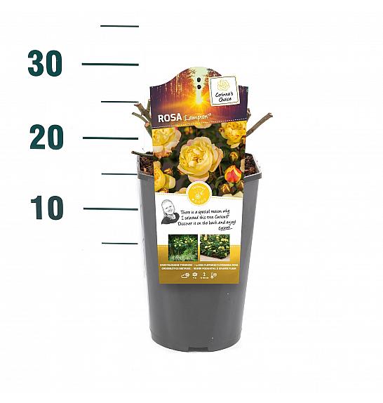 Rosa hybrid Lampion C3 Lit. 10-15 cm