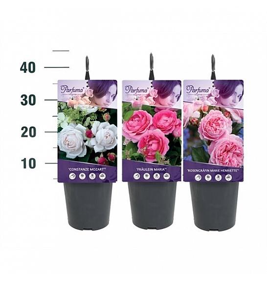 Rosa hybrid Kordes Mix C3 Lit. 10-15 cm