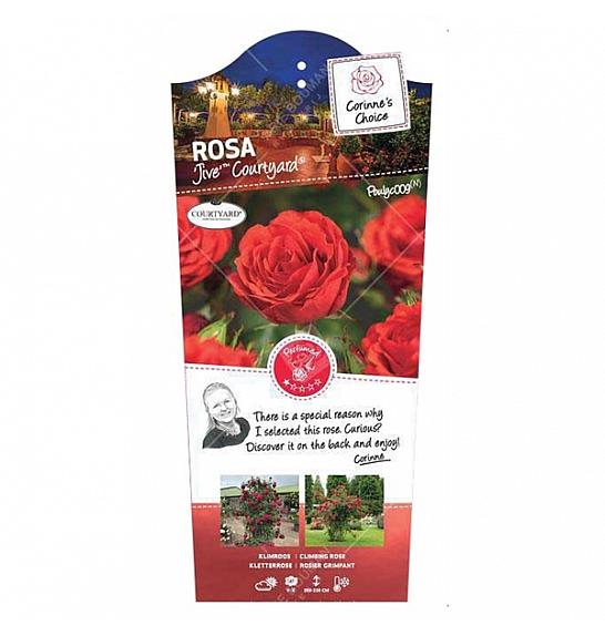 Rosa hybrid Jive Courtyard® C5 Lit. 40-60 cm Vzpenjava