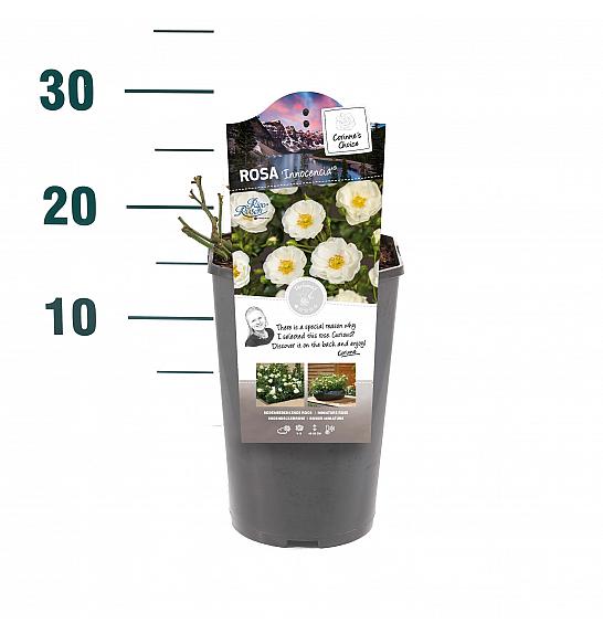 Rosa hybrid Innocencia C3 Lit. 10-15 cm