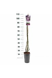 Rosa hybrid Indigoletta C3 Lit. 50-60 cm Vzpenjava