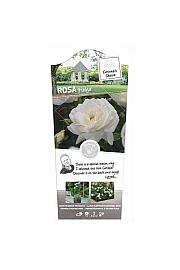 Rosa hybrid Helga C6 Lit. Na steblu 60 cm