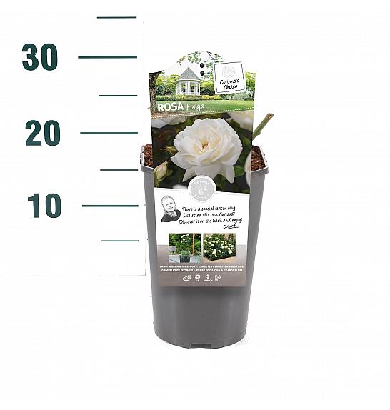 Rosa hybrid Helga C3 Lit. 10-15 cm