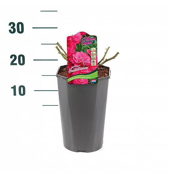 Rosa hybrid Heidetraum C3 Lit. 10-15 cm