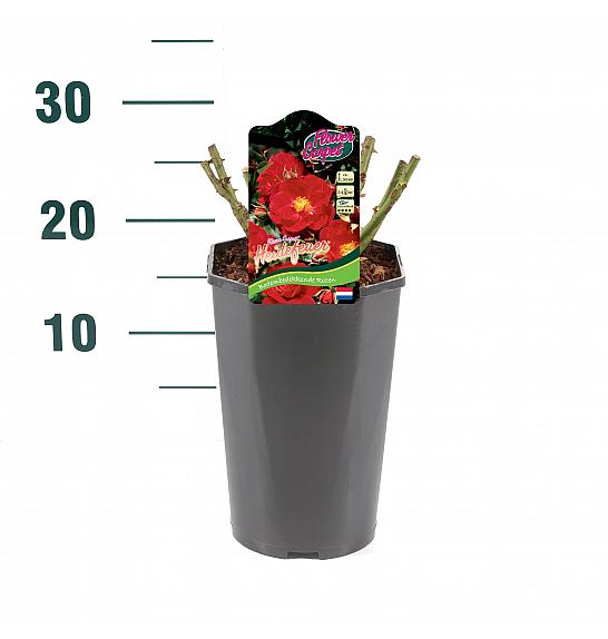 Rosa hybrid Heidefeuer C3 Lit. 10-15 cm