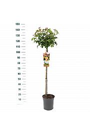 Rosa hybrid Hansestadt Rostock C5 Lit. Na steblu 90 cm