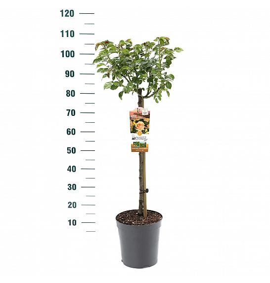 Rosa hybrid Hansestadt Rostock C6 Lit. Na steblu 60 cm