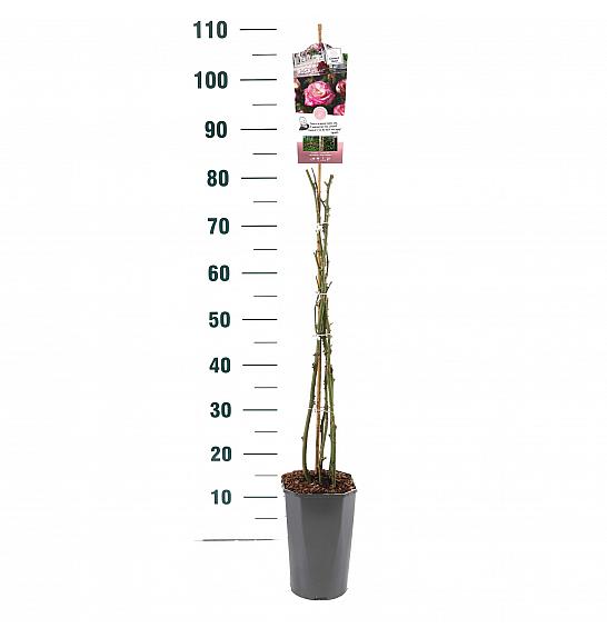 Rosa hybrid Händel C3 Lit. 50-60 cm Vzpenjava