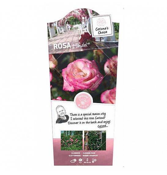 Rosa hybrid Händel C3 Lit. 50-60 cm Vzpenjava