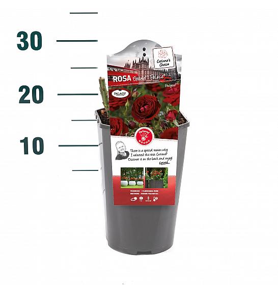 Rosa hybrid Grand Palace C3 Lit. 10-15 cm