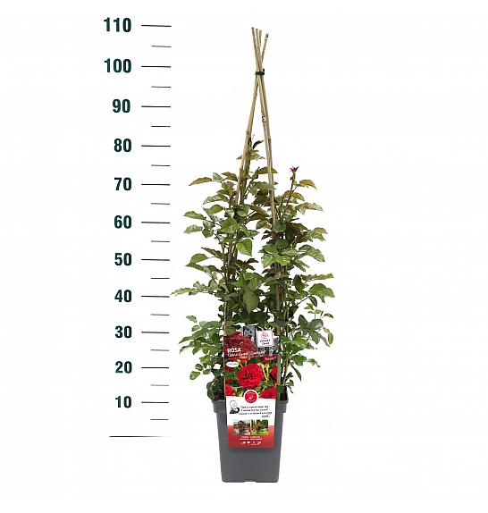 Rosa hybrid Grand Award C5 Lit. 40-60 cm Vzpenjava