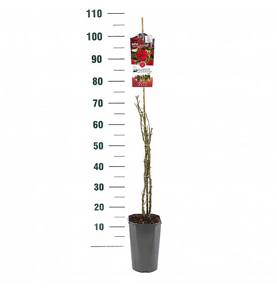 Rosa hybrid Grand Award C3 Lit. 50-60 cm Vzpenjava