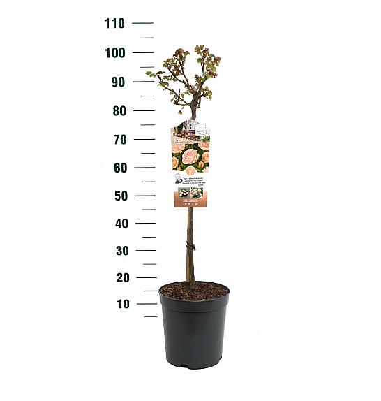 Rosa hybrid Garden of Roses C6 Lit. Na steblu 60 cm
