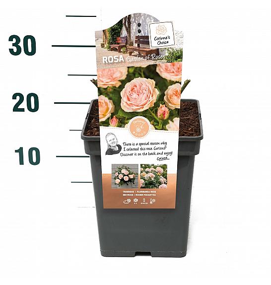 Rosa hybrid Garden of Roses C5 Lit. 15-20 cm