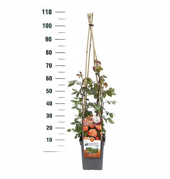 Rosa hybrid Freisinger Morgenrote C5 Lit. 40-60 cm Vzpenjava