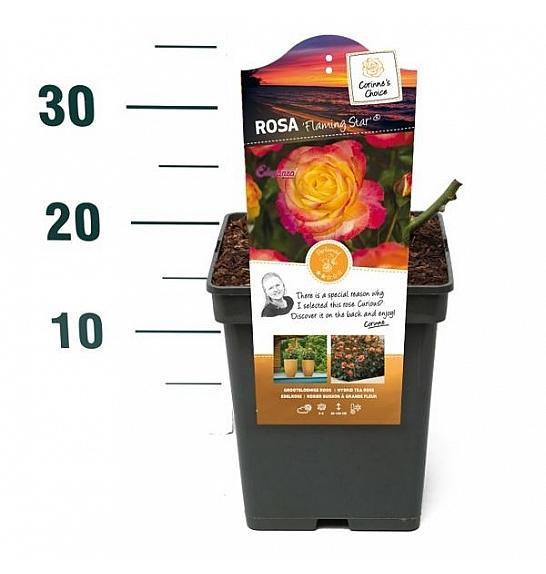 Rosa hybrid Flaming Star C5 Lit. 15-20 cm