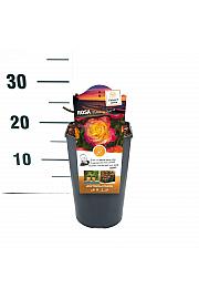 Rosa hybrid Flaming Star C3 Lit. 10-15 cm