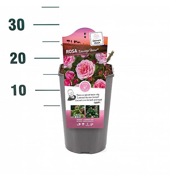 Rosa hybrid Eeuwige passie C3 Lit. 10-15 cm