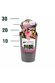 Rosa hybrid Eden Rose C3 Lit. 10-15 cm