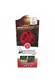 Rosa hybrid Dame de Coeur C6 Lit. Na steblu 60 cm