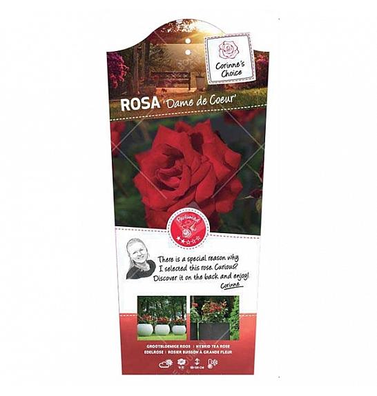 Rosa hybrid Dame de Coeur C6 Lit. Na steblu 60 cm