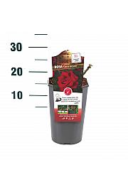 Rosa hybrid Dame de Coeur C3 Lit. 10-15 cm