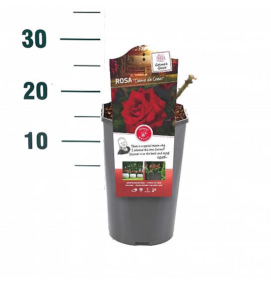 Rosa hybrid Dame de Coeur C3 Lit. 10-15 cm
