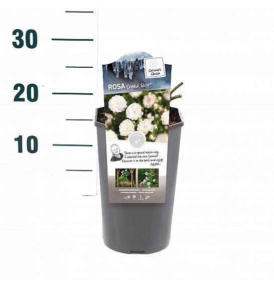 Rosa hybrid Crystal Fairy C3 Lit. 10-15 cm