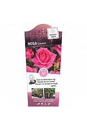 Rosa hybrid Criterion C6 Lit. Na steblu 90 cm