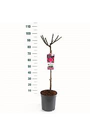Rosa hybrid Criterion C6 Lit. Na steblu 60 cm