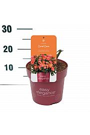 Rosa hybrid Coral Cove C3 Lit. 10-15 cm