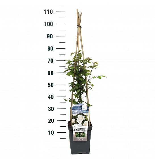 Rosa hybrid Climbing Iceberg C5 Lit. 40-60 cm Vzpenjava