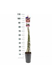 Rosa hybrid Climbing Bonica C3 Lit. 50-60 cm Vzpenjava